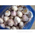 Normal White Garlic Purple Garlic Price